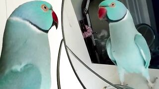 You be a good baby ????????,kiwi parrot.#kiwi parrot