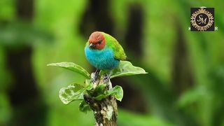 Nature Video – Bird and animal is beautiful creature on our planet