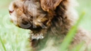 Beautiful dogs baby