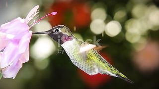 Amazing birds