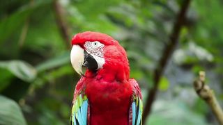 4k Resolution Macao Parrot | Birds | Slow
