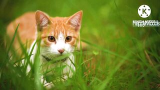 "Adorable Kittens and Cats Playtime Compilation"