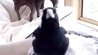 Doggy voice over