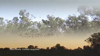 beautifull bird Cockatoos of Australia