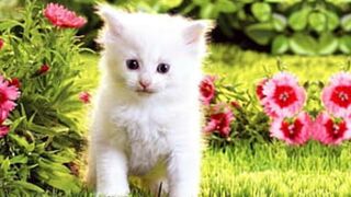 Cute funny pet