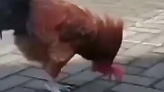 Drunk Rooster / Chicken
