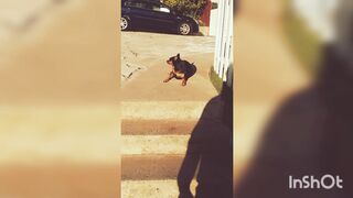 Funniest Dogs And Cats Videos ???? - Best Funny Animal Videos 2022???? #13