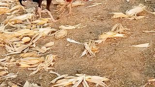 Aseel Murga Fight ???????? Murga Fight