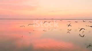 Migrants birds are flying around the nature