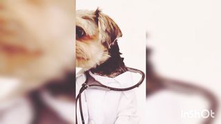 Funniest Animals 2023 ???? Best Funny Cats and Dogs ????????