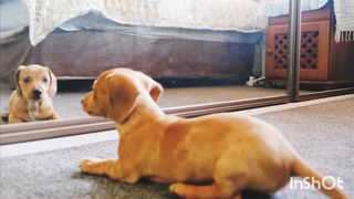 Funniest Dogs And Cats Videos ???? - Best Funny Animal Videos 2022 ???????? #8