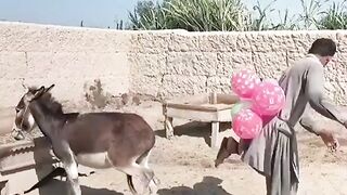 Donkey funny action with people