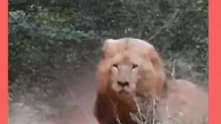 Loin//king of the jungle