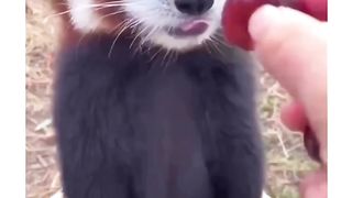 Cute puppy eating