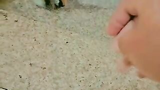 My cat