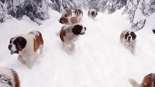 enjoy the snow
