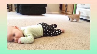 Funny cats #funny #cats
