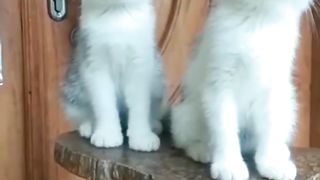 Being.cute.is.an.ability Female 3 month