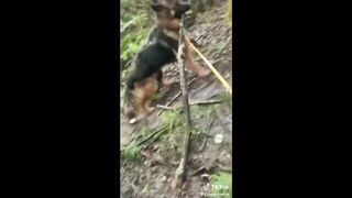 Funny dog