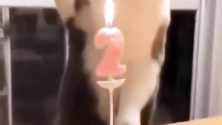 New Funny Videos 2023