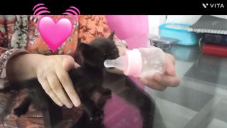 Kitty rescue and feeding