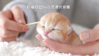 funniest Cats of the world 2022