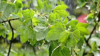 power of nature to relax you | Mind Relaxing Nature in HD | Release Anxiety and Negative Thoughts.
