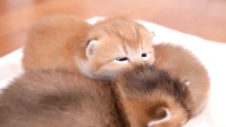 Cute and Funny Baby Cat Videos Compilation -