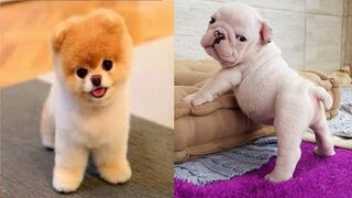 Cute dogs