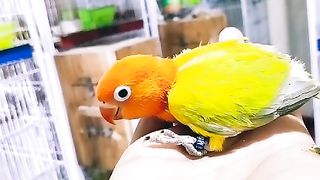 Love bird euwing