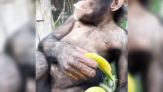 Boss..Chimpanzi| Times to RelaXation???? ???? ????????|●|