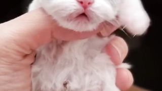 Cute and Funny Cat Videos Compilation #8 | Aww Animals