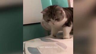 Funny animal 2023