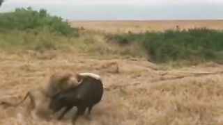 Animale