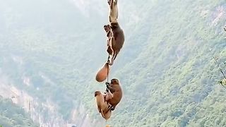 monkey baby indorable action
