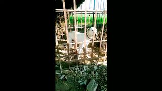 Dogs video#animalvideo