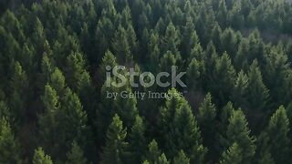 Beautiful views of tree plants.