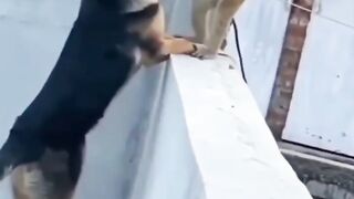 Funny dog and monkey