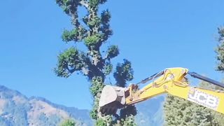 excuater cutting trees in construction on road