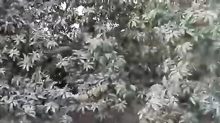 Pakistan Mango's Farming Part 3