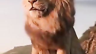Lion_Animal videos