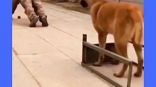 Train Dog
