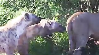 s_try_pull_lion_off_buffalo_by_its_tail_