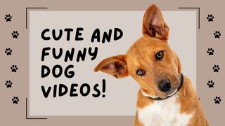 funny dog