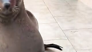 Cute_Sea_Lion_Comes_When_Called_||_ViralHog(360p).