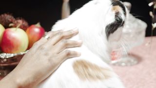 The Art of Hand Loving Your Cat: Tips and Tricks