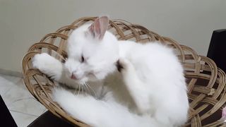 Baby cats/ cute and funny /cats viral video /combination animal videos viral/