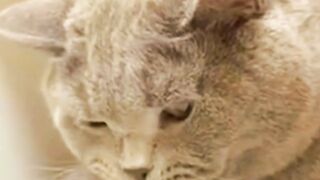 Angry Abused Cat