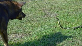 Funny Dogs