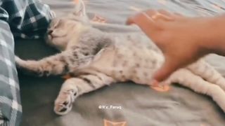 Cat Funny sleeping